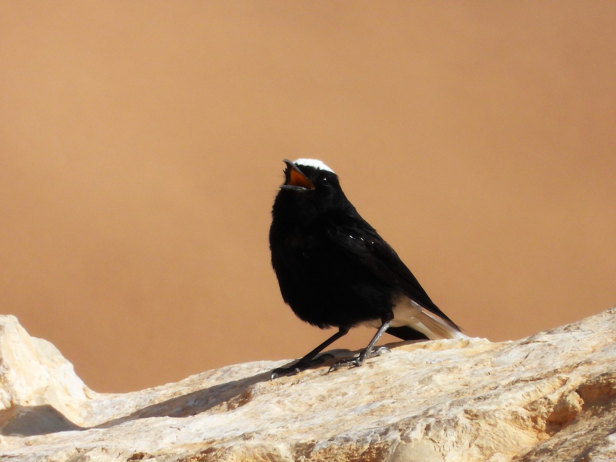 White-crowned Wheatear - ML618708030