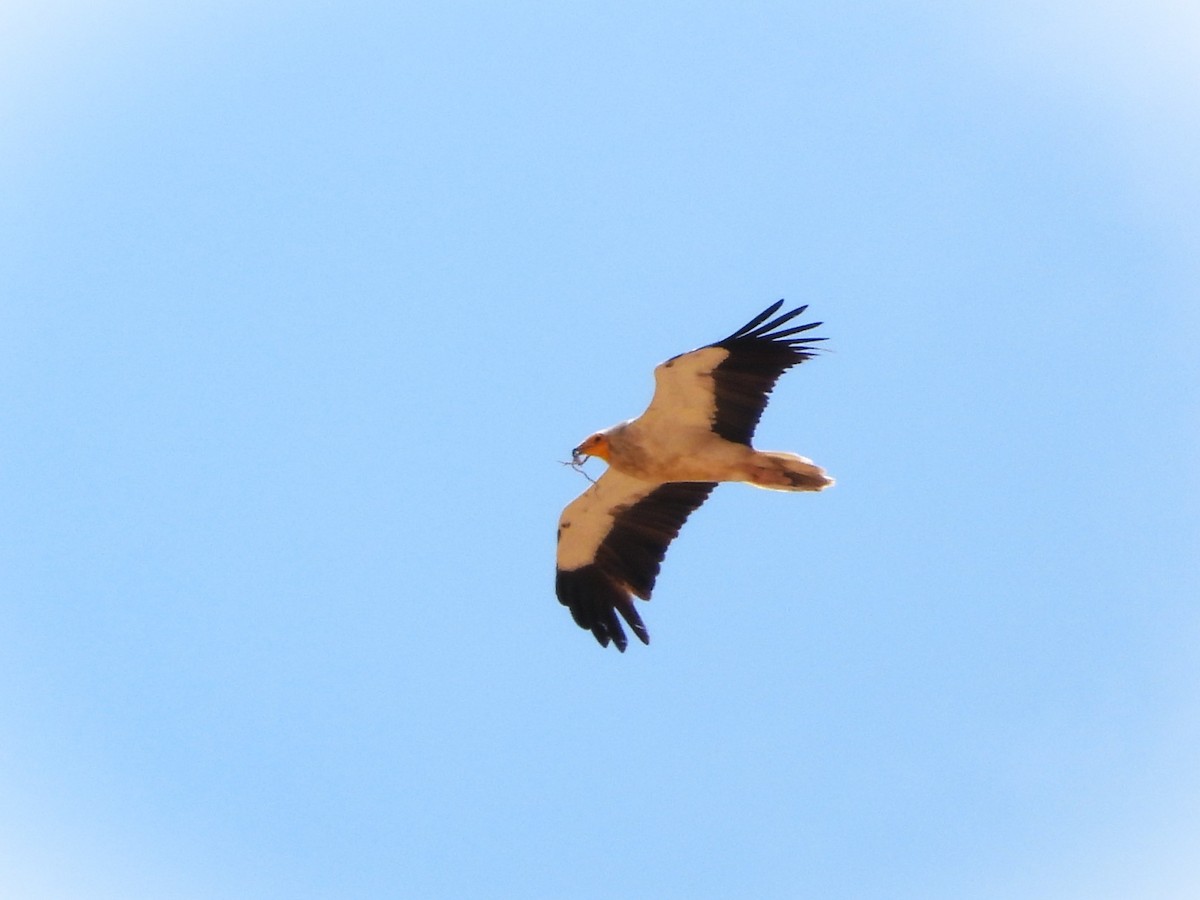 Egyptian Vulture - ML618708032
