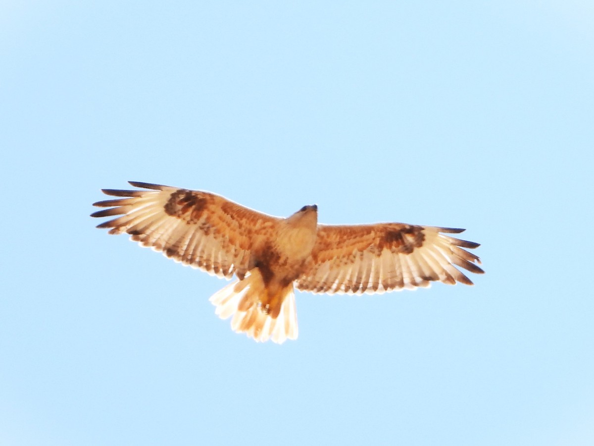 Long-legged Buzzard - ML618708033