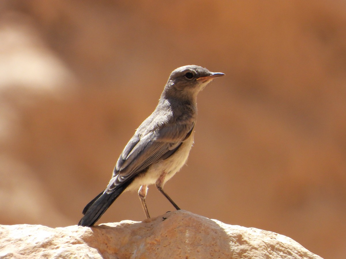 Blackstart - ML618708039