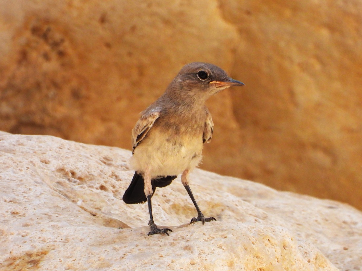 Blackstart - ML618708040