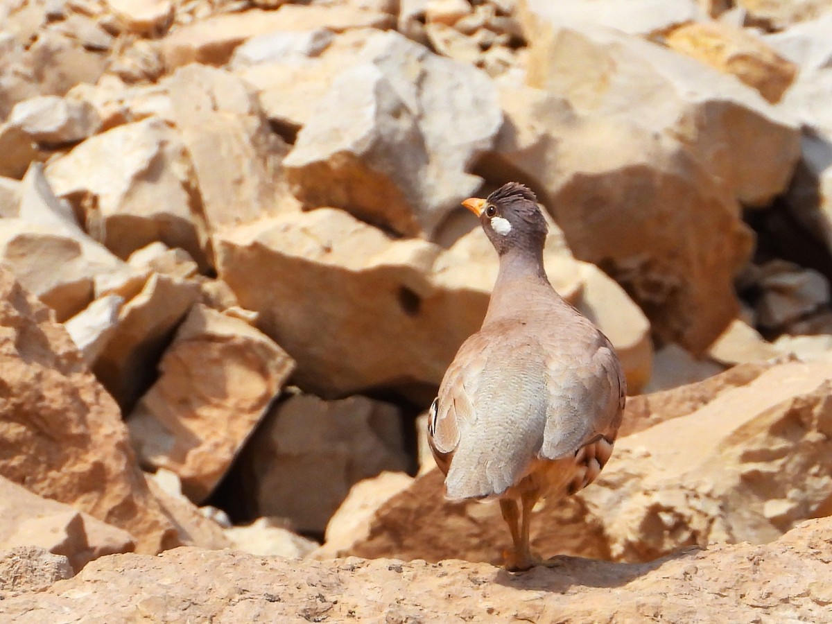 Sand Partridge - ML618708046