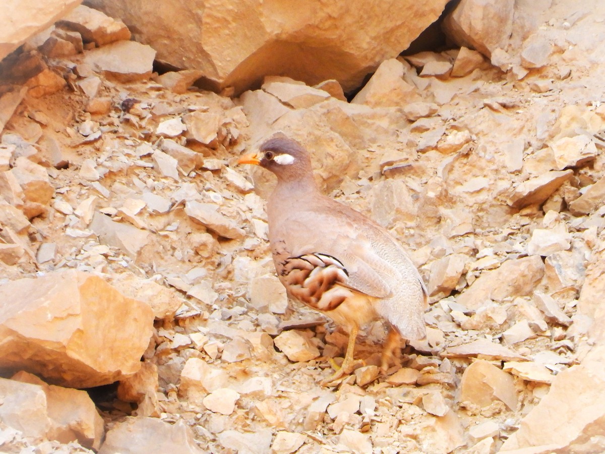Sand Partridge - ML618708048