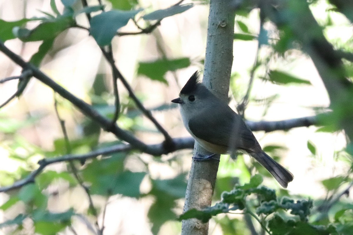 Black-crested Titmouse - 仲志 羅