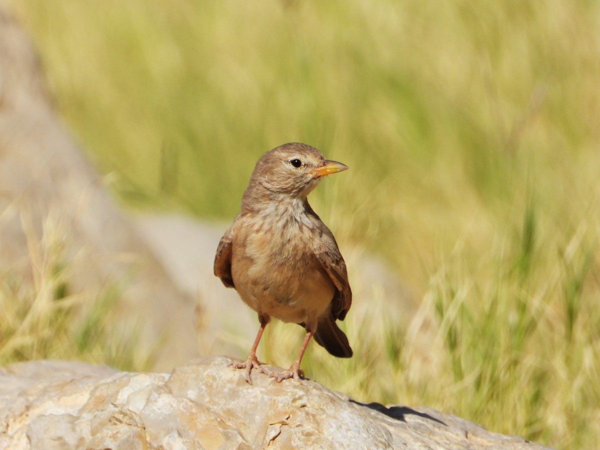 Desert Lark - ML618708058