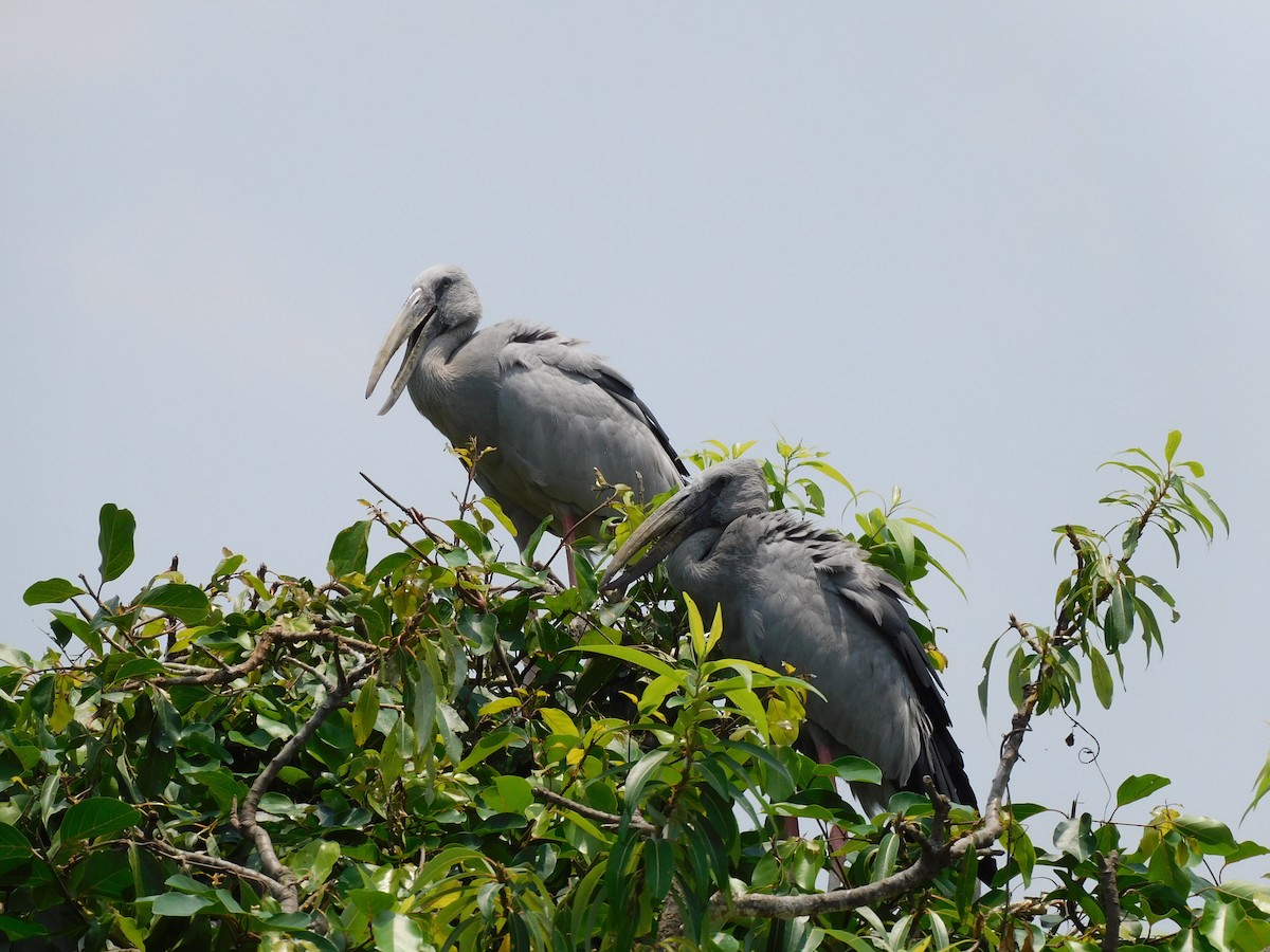 Asian Openbill - Gayathri Mukunda