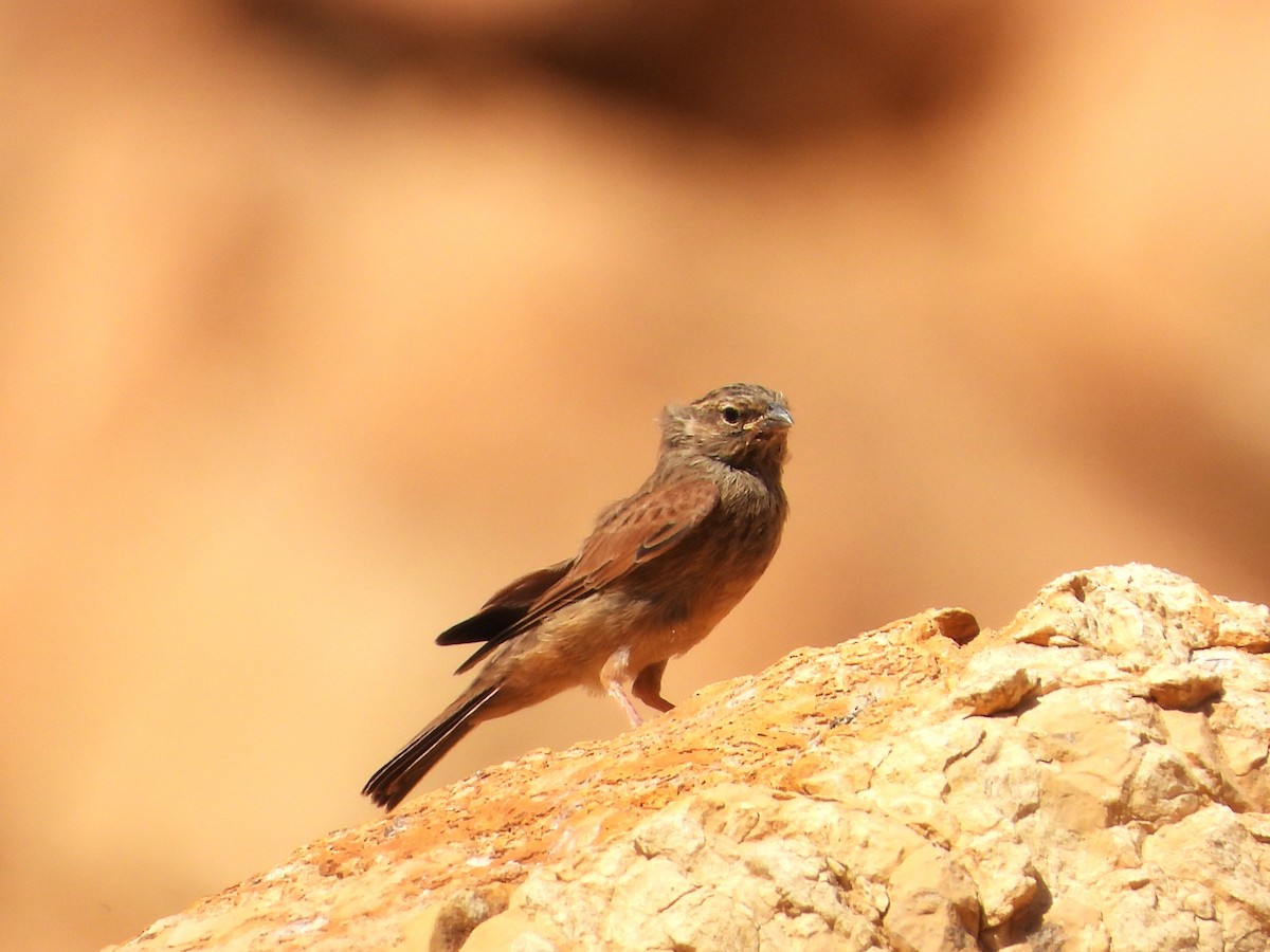 Striolated Bunting - ML618708078