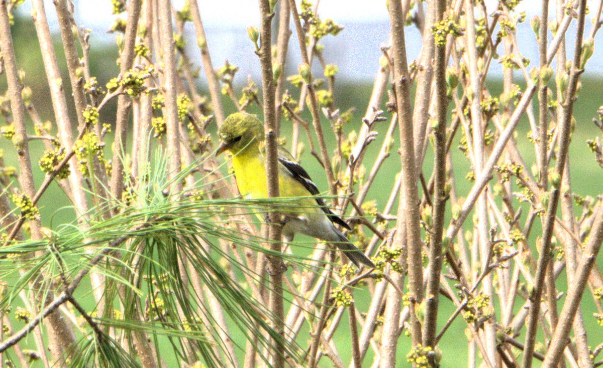 Chardonneret jaune - ML618708116