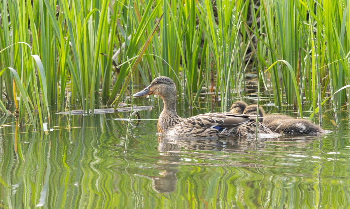 Mallard - Owen Tattersall