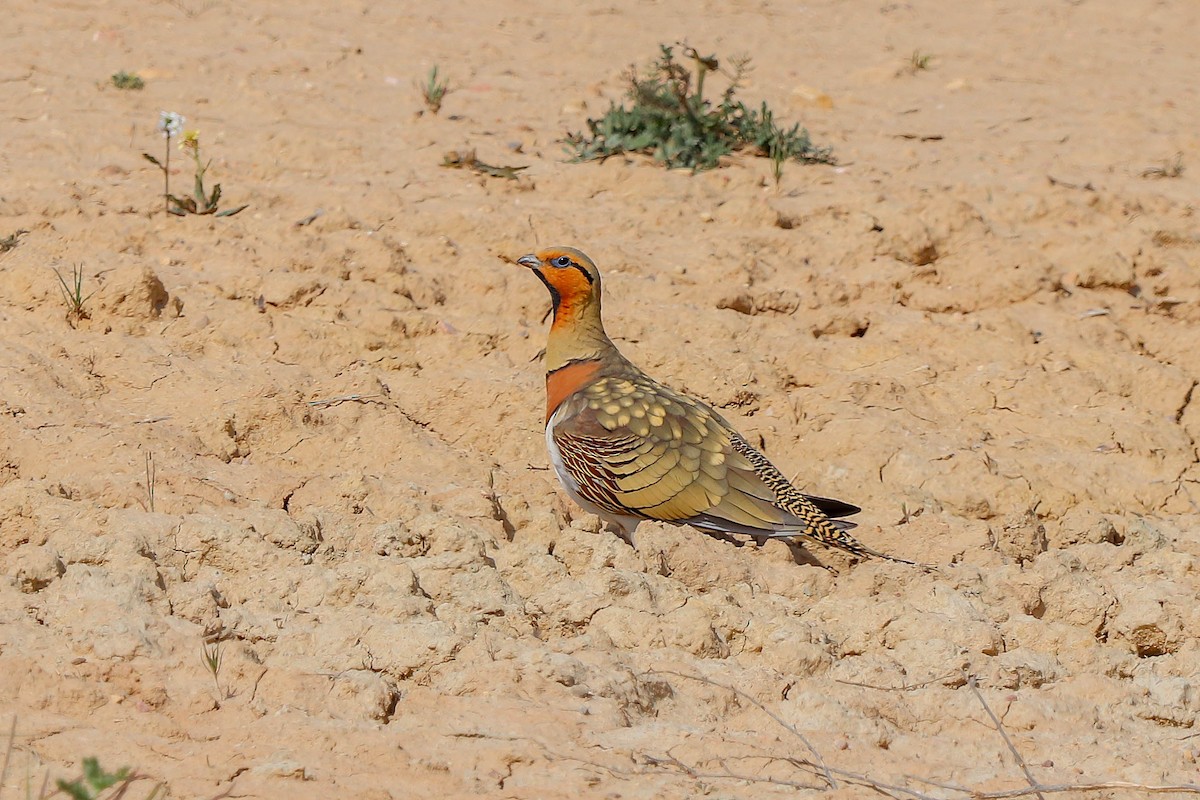 Pin-tailed Sandgrouse - César Diez González