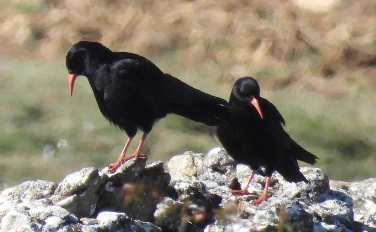 Red-billed Chough - ML618708175