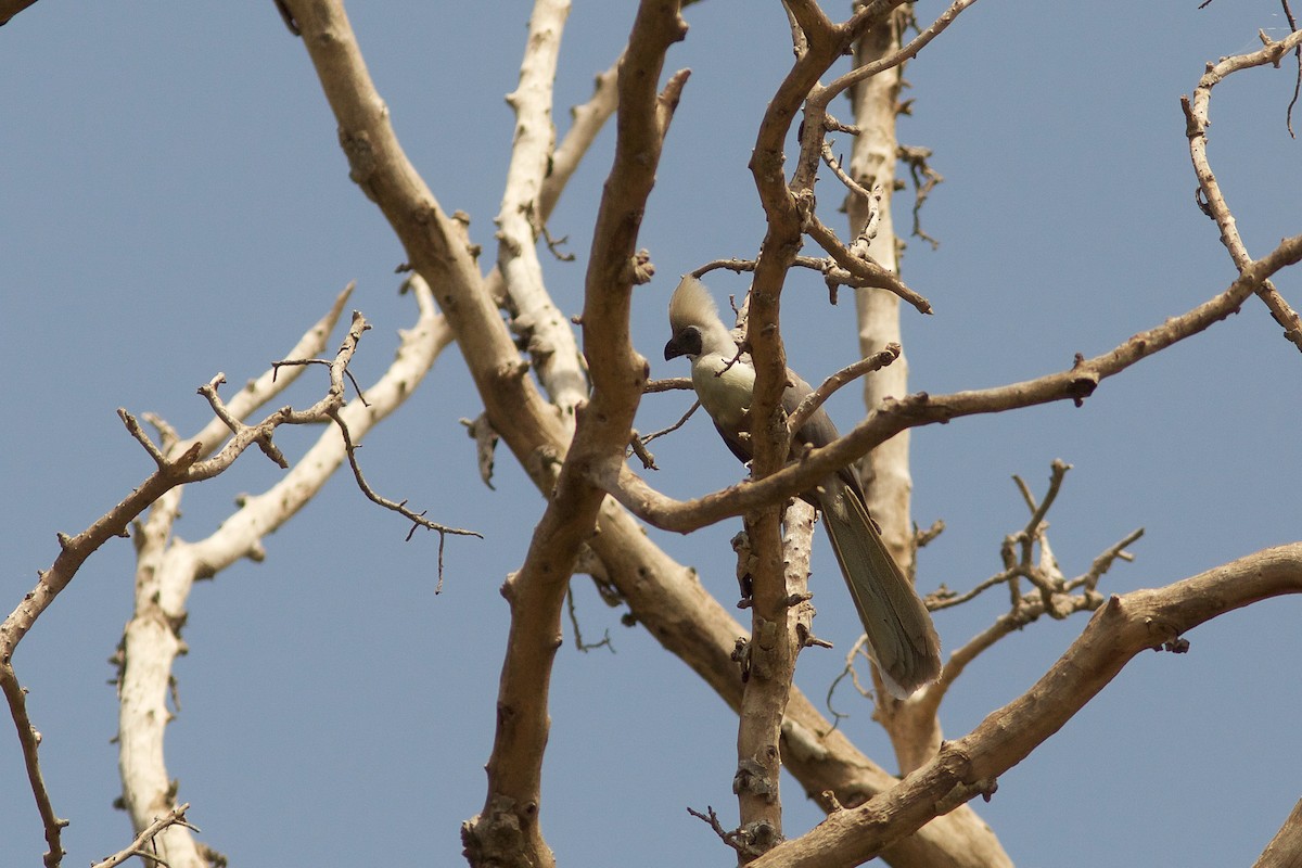 Bare-faced Go-away-bird - ML618708214