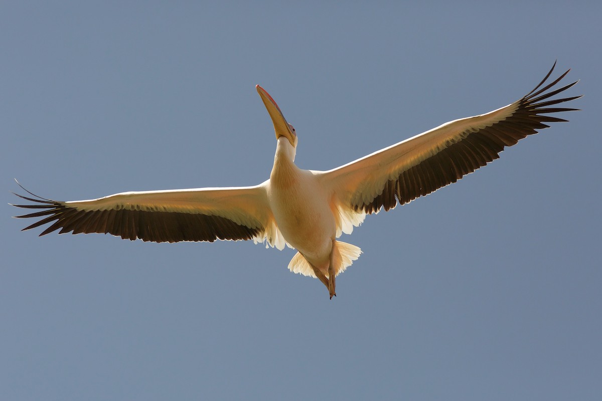 Great White Pelican - ML618708229