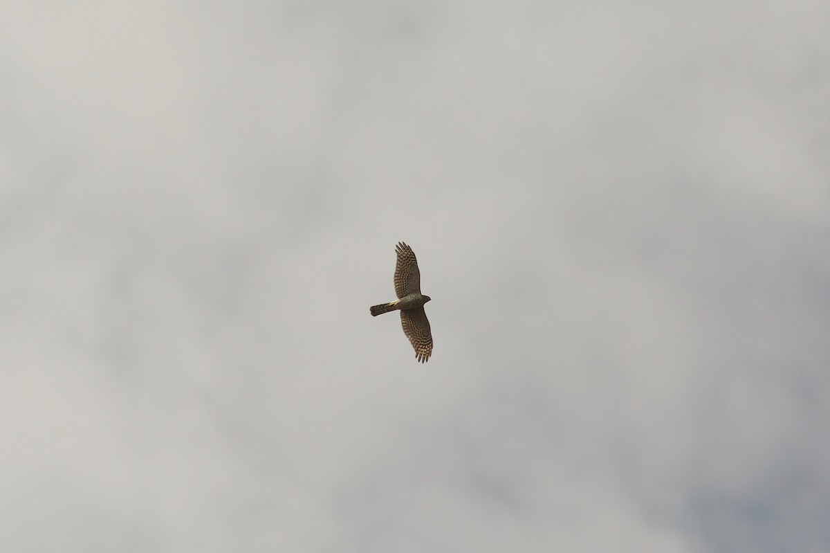 African Goshawk (Ethiopian) - ML618708236