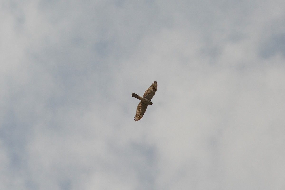 African Goshawk (Ethiopian) - ML618708237