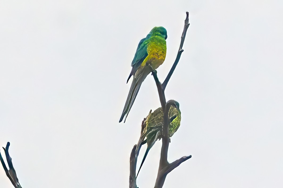 Red-rumped Parrot - Alfons  Lawen