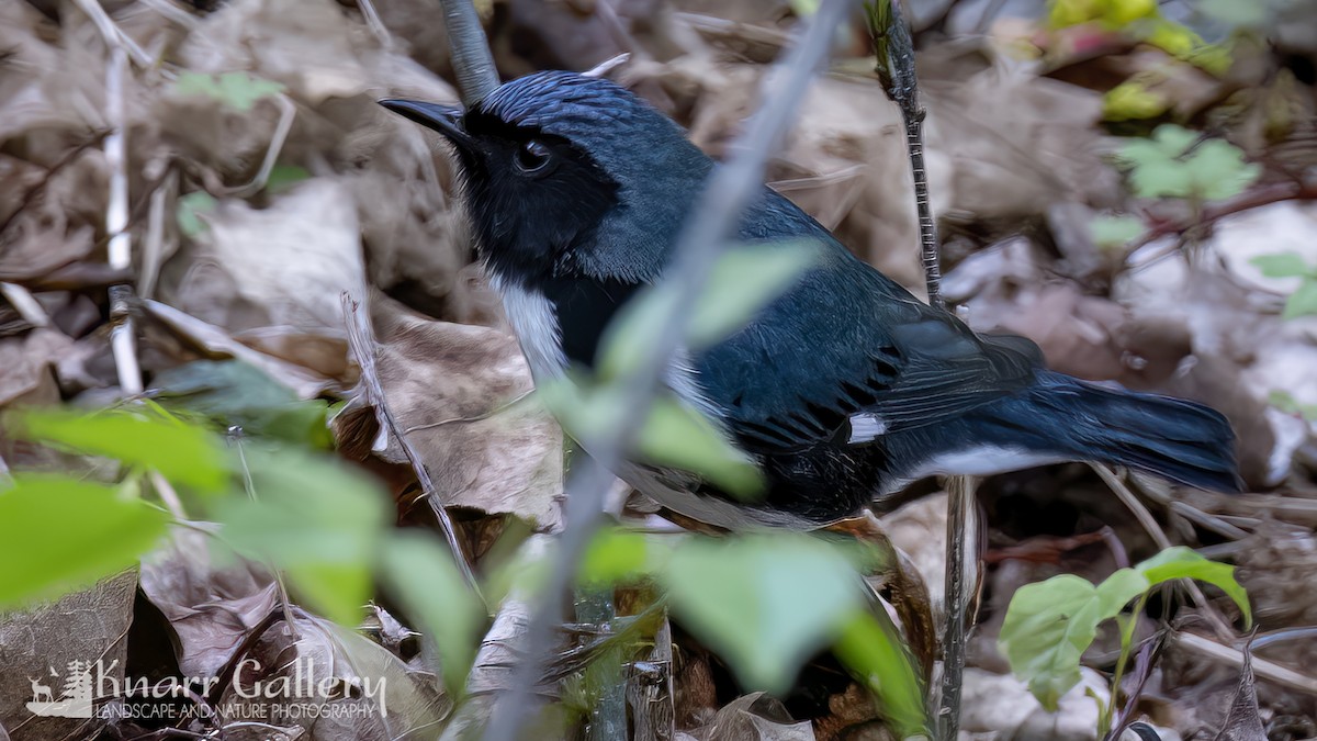 Black-throated Blue Warbler - Daryl Knarr