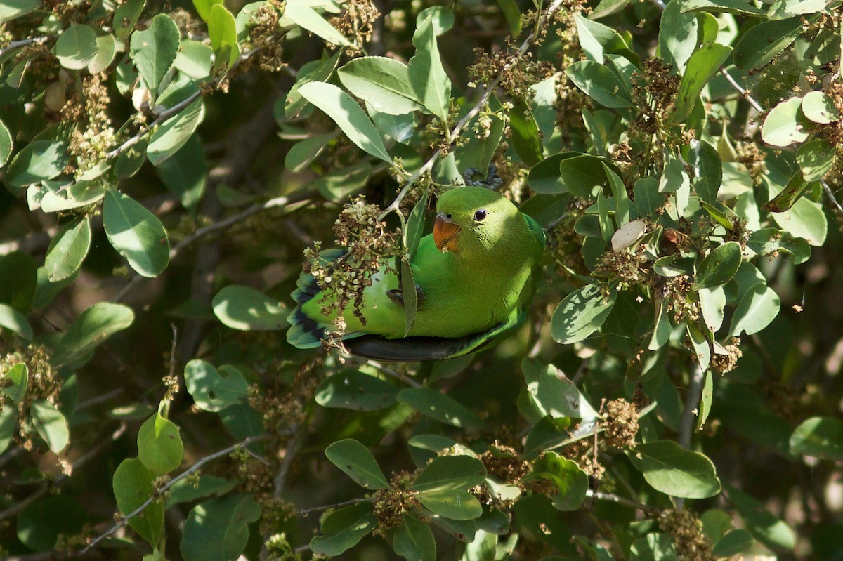 Black-winged Lovebird - ML618708264