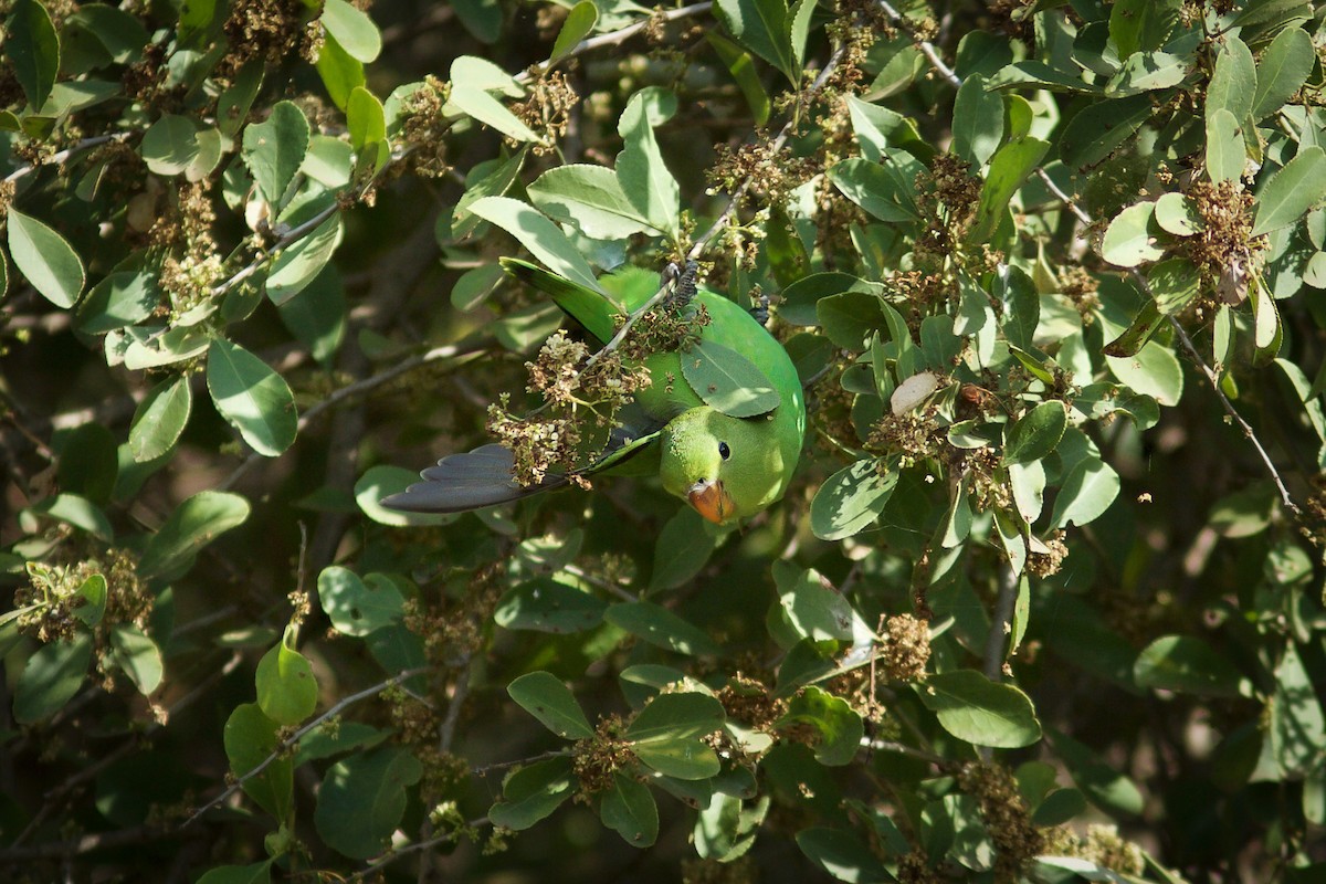 Black-winged Lovebird - ML618708265