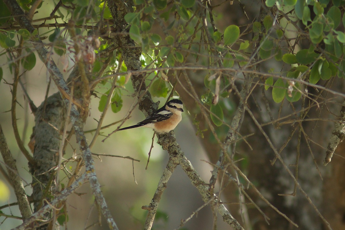 Masked Shrike - ML618708274