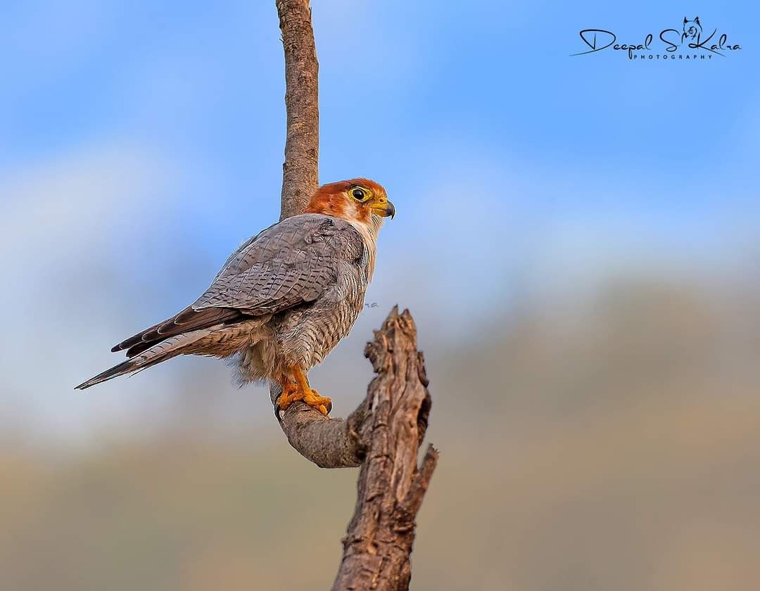 Red-necked Falcon - Deepal Kalra