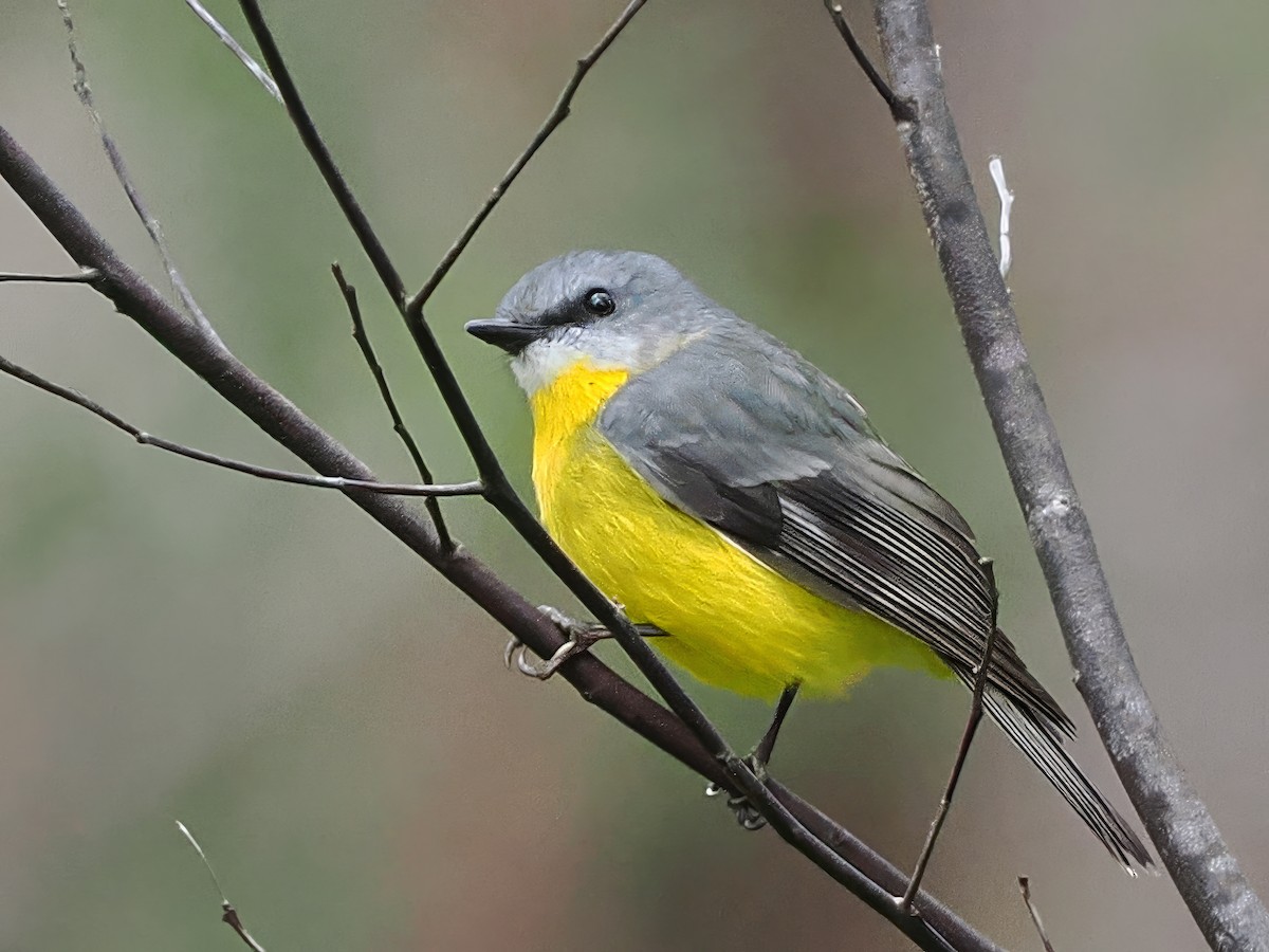 Eastern Yellow Robin - Len and Chris Ezzy