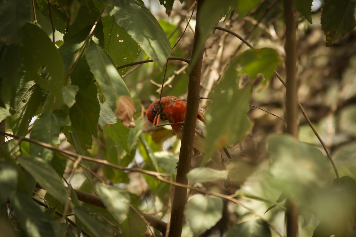 Red-headed Weaver - ML618708290