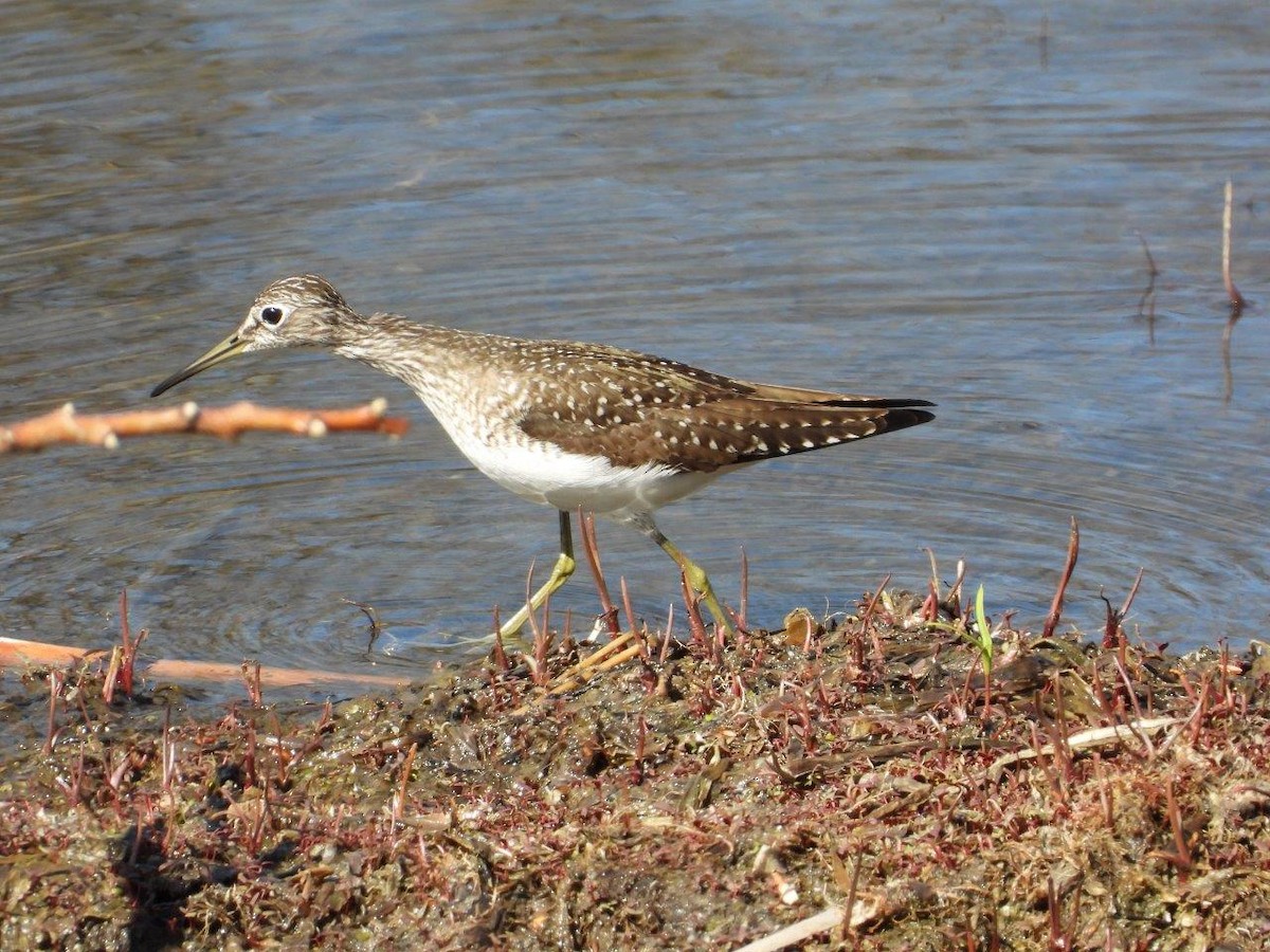 Solitary Sandpiper - ML618708297