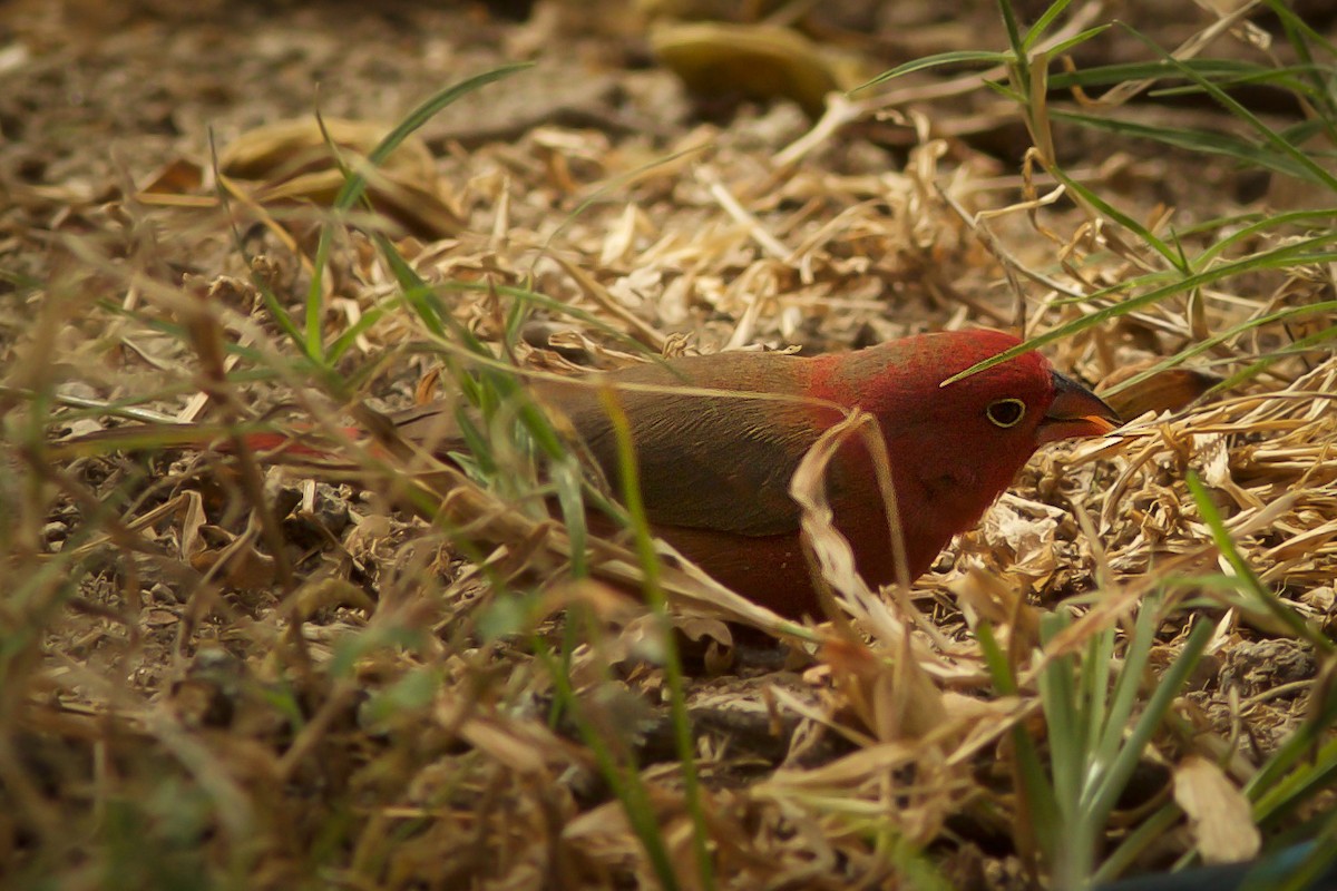 Red-billed Firefinch - ML618708299