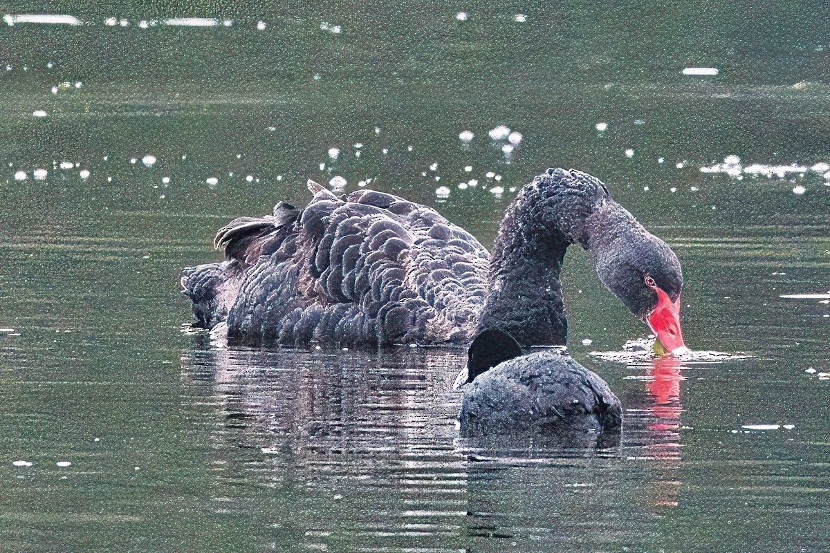 Black Swan - Alfons  Lawen