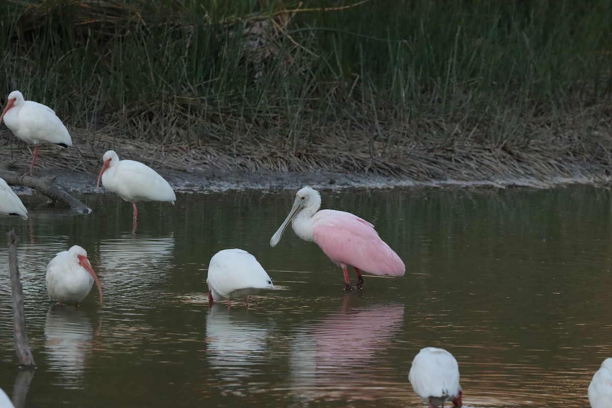 Roseate Spoonbill - ML618708317