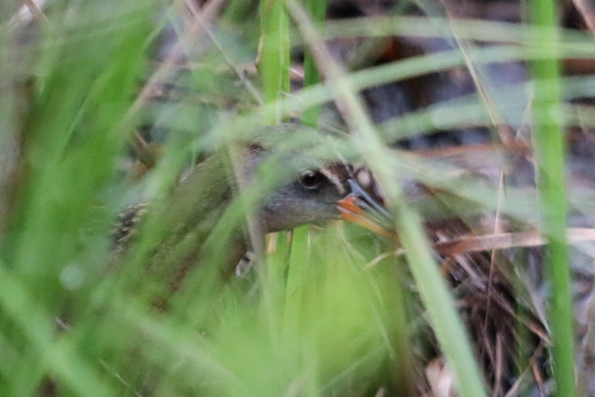 Virginia Rail (Virginia) - James Teitgen