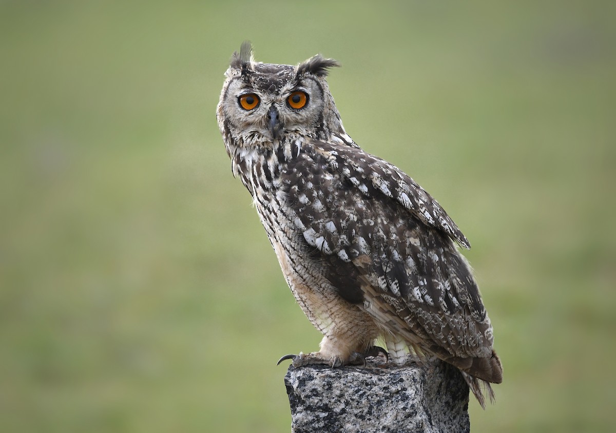Rock Eagle-Owl - Renuka Vijayaraghavan