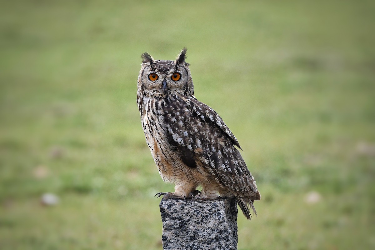 Rock Eagle-Owl - ML618708374