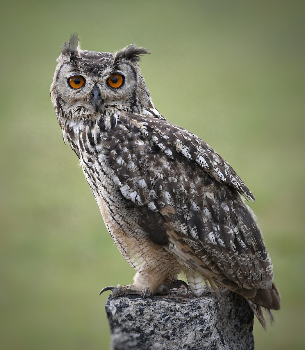 Rock Eagle-Owl - Renuka Vijayaraghavan