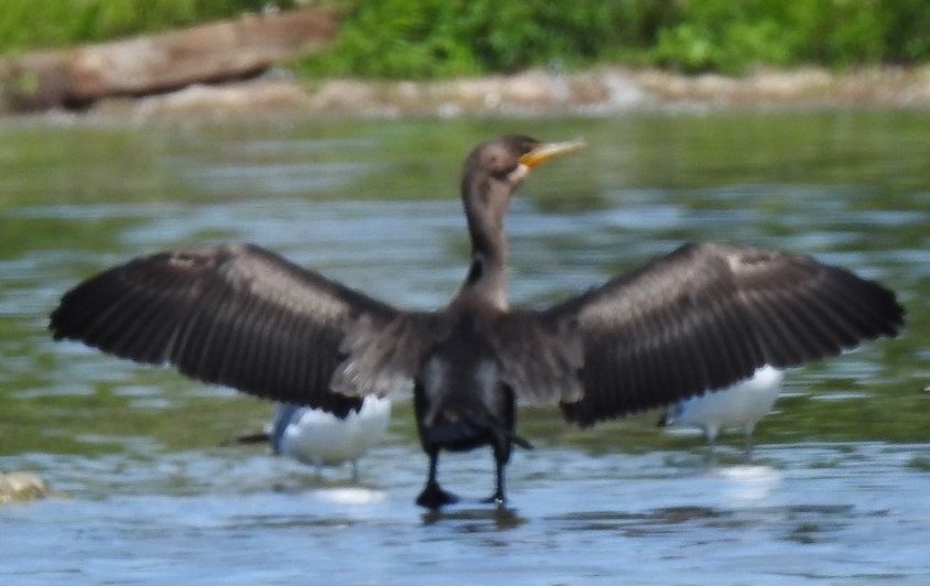 Cormoran à aigrettes - ML618708377