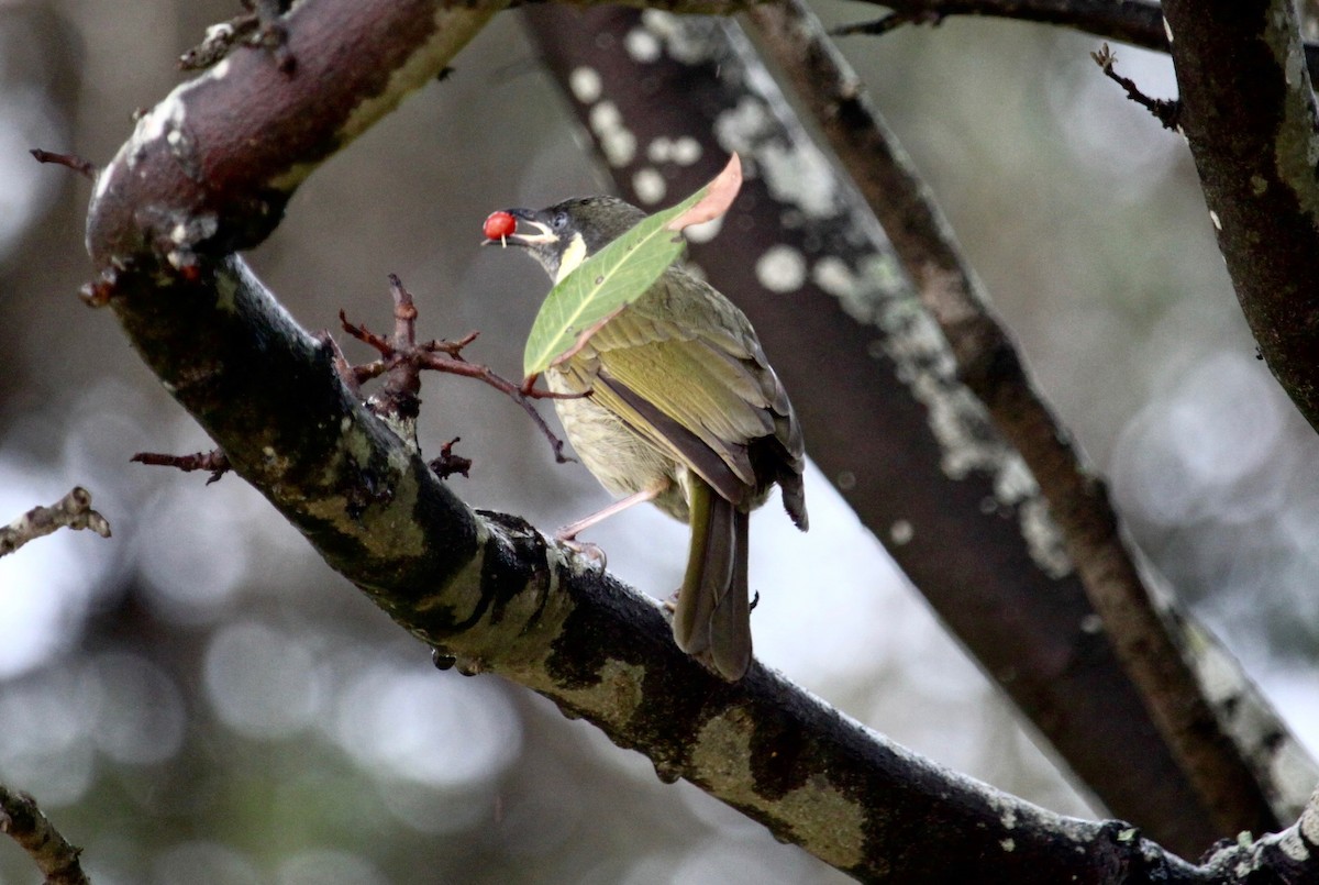 Lewin's Honeyeater - ML618708381