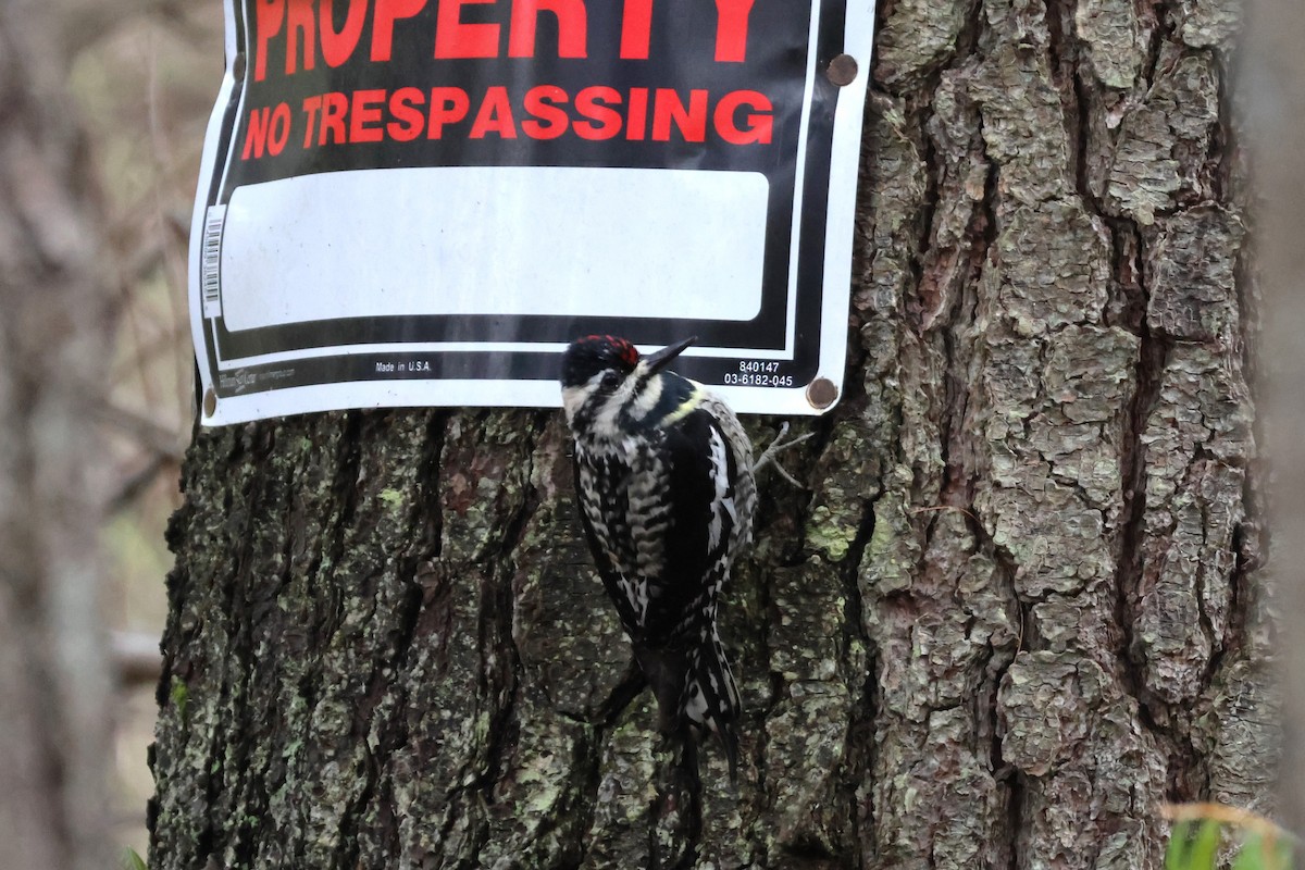 Yellow-bellied Sapsucker - ML618708405