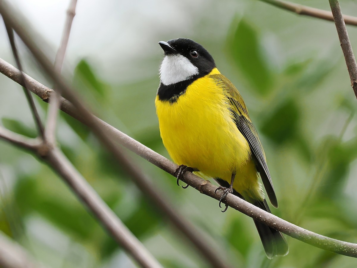 Golden Whistler - ML618708411