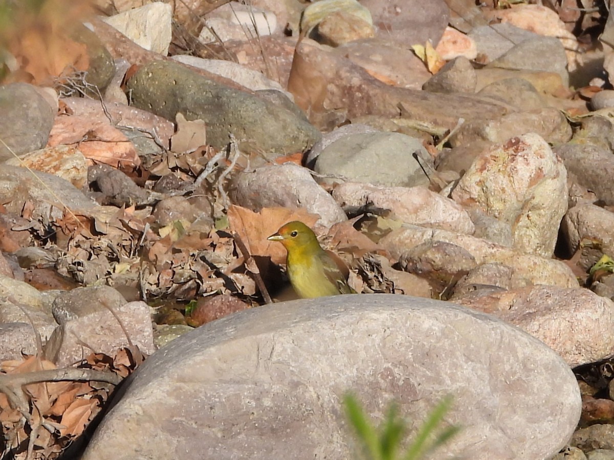 Hooded Oriole - ML618708412