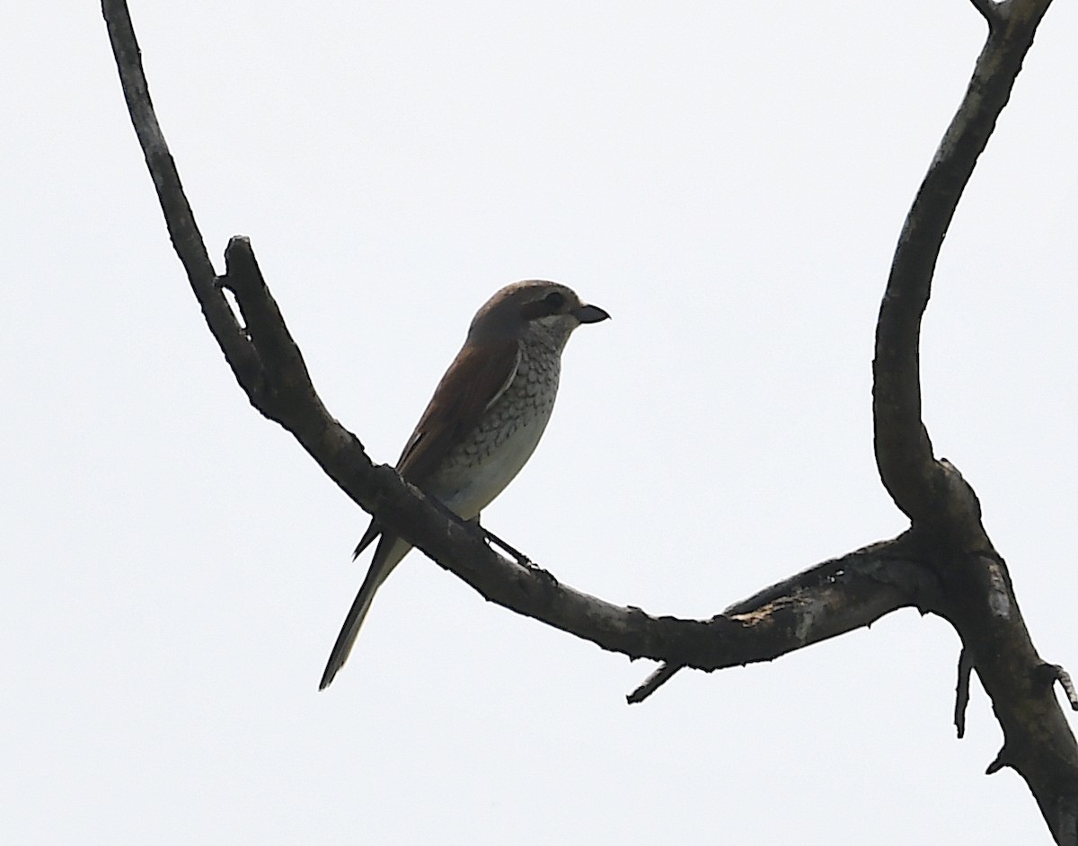 Red-backed Shrike - Василий Калиниченко