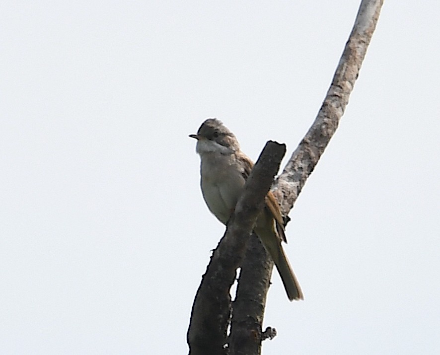 Greater Whitethroat - Василий Калиниченко