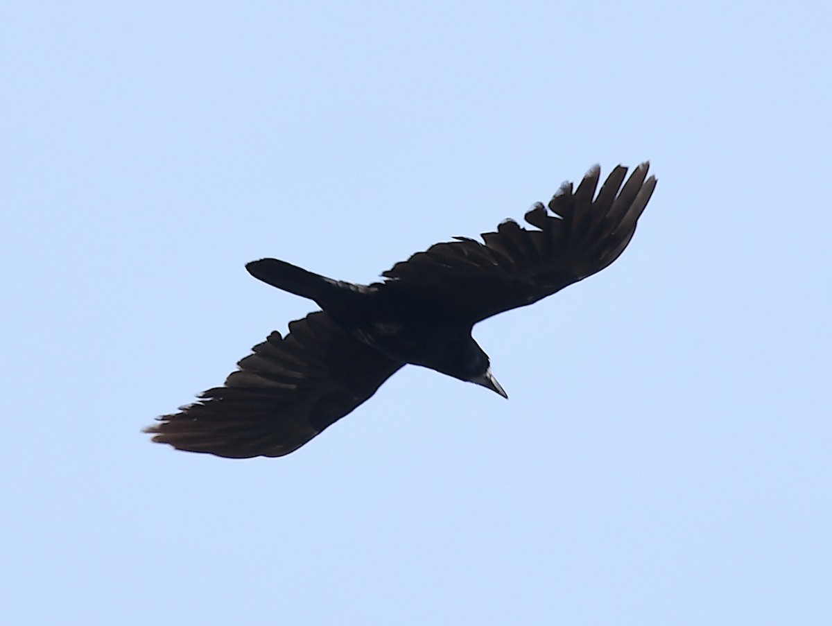 Ekin Kargası - ML618708449