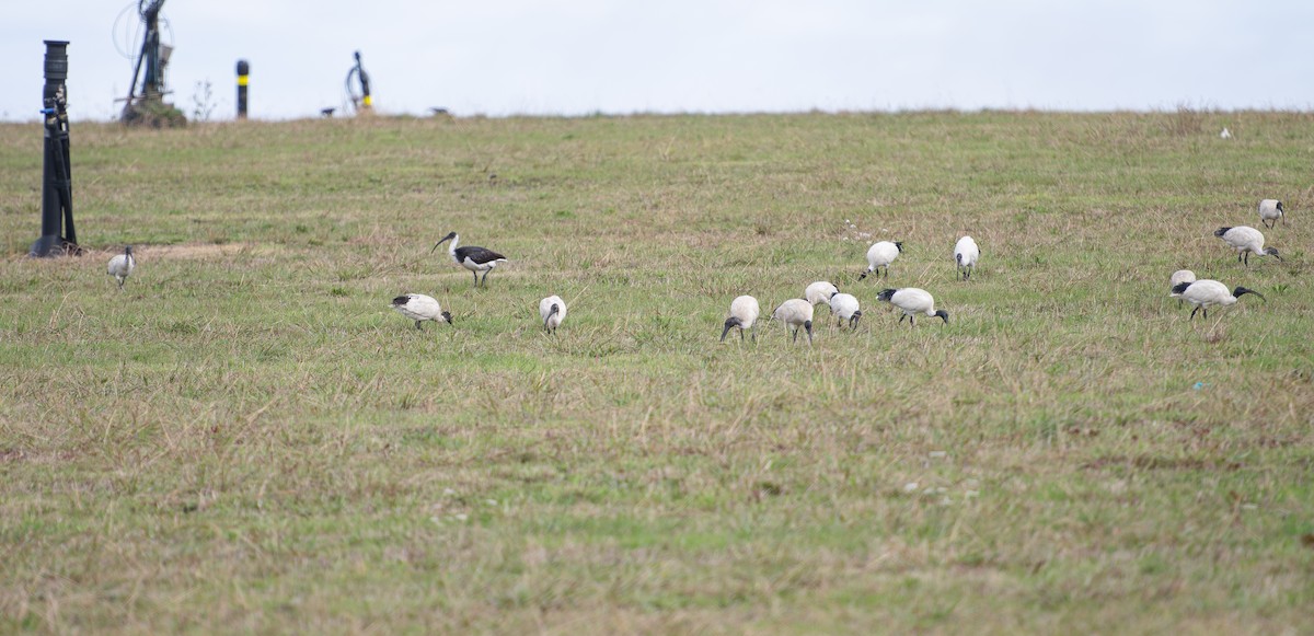 Australian Ibis - Tania Splawa-Neyman