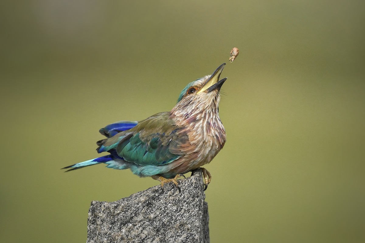 Indian Roller - ML618708493