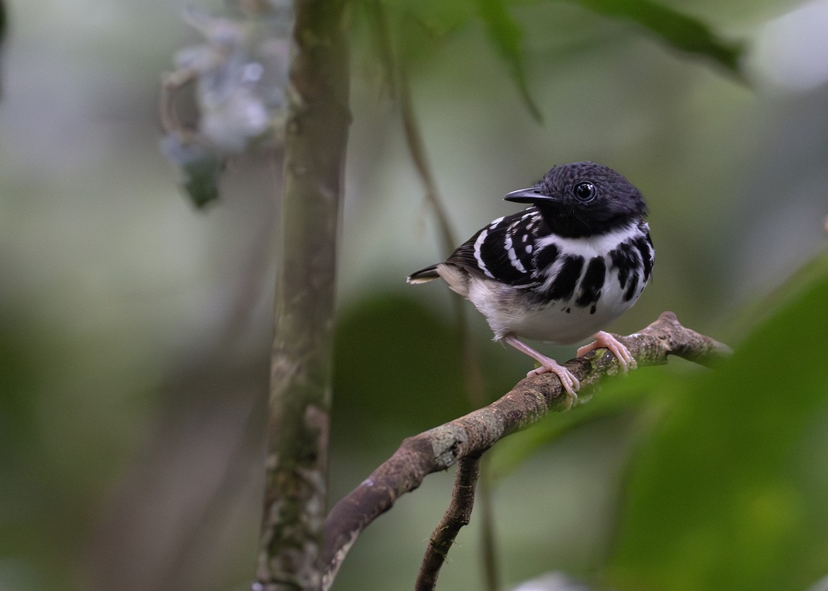 Spot-backed Antbird - ML618708498