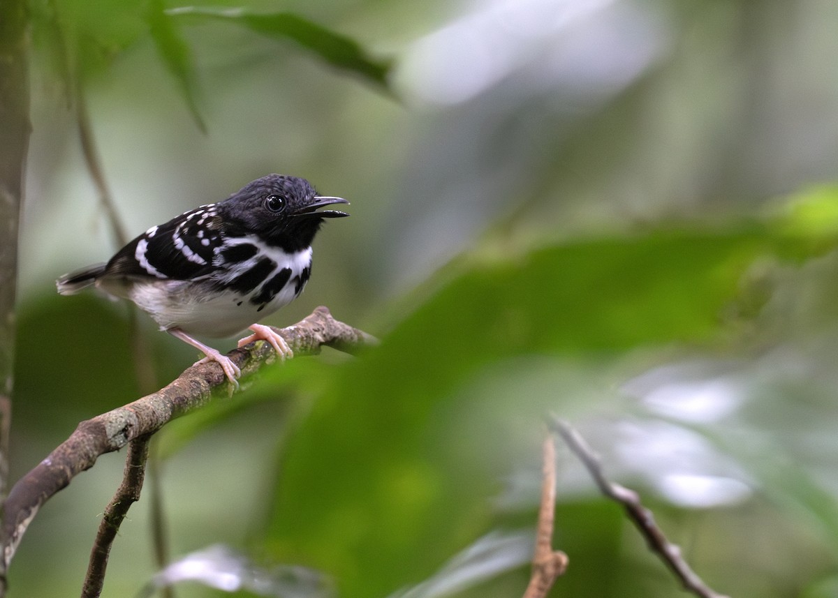 Spot-backed Antbird - ML618708499