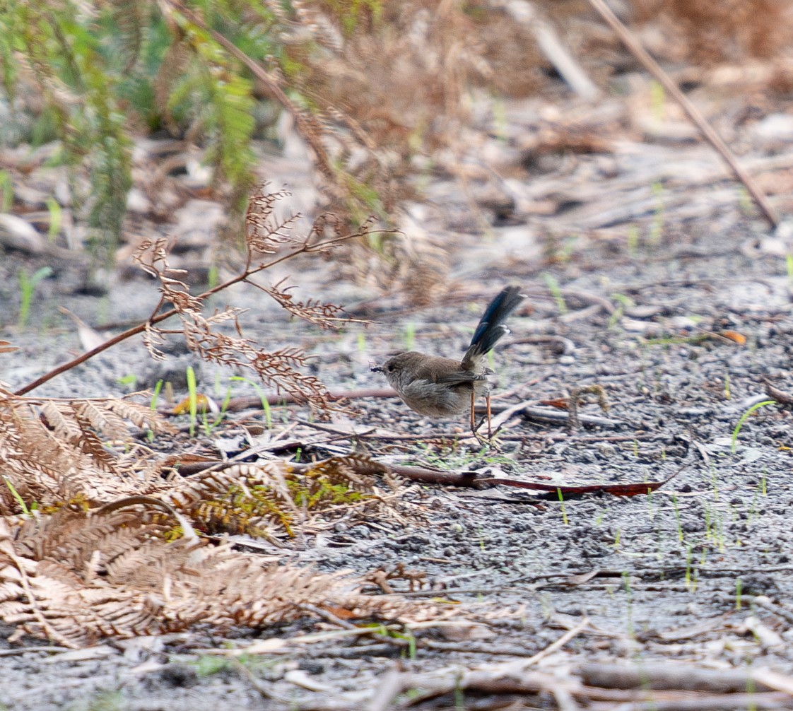 Superb Fairywren - Tania Splawa-Neyman