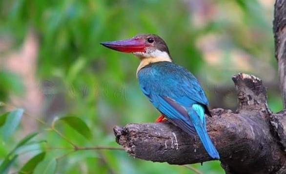 Stork-billed Kingfisher - Sharad Agrawal