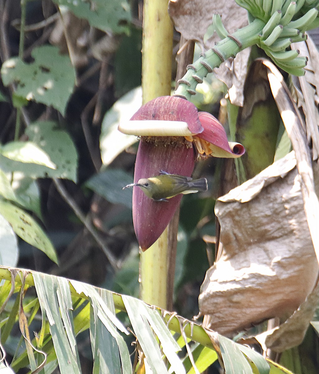 Little Spiderhunter - SUSANTA MUKHERJEE